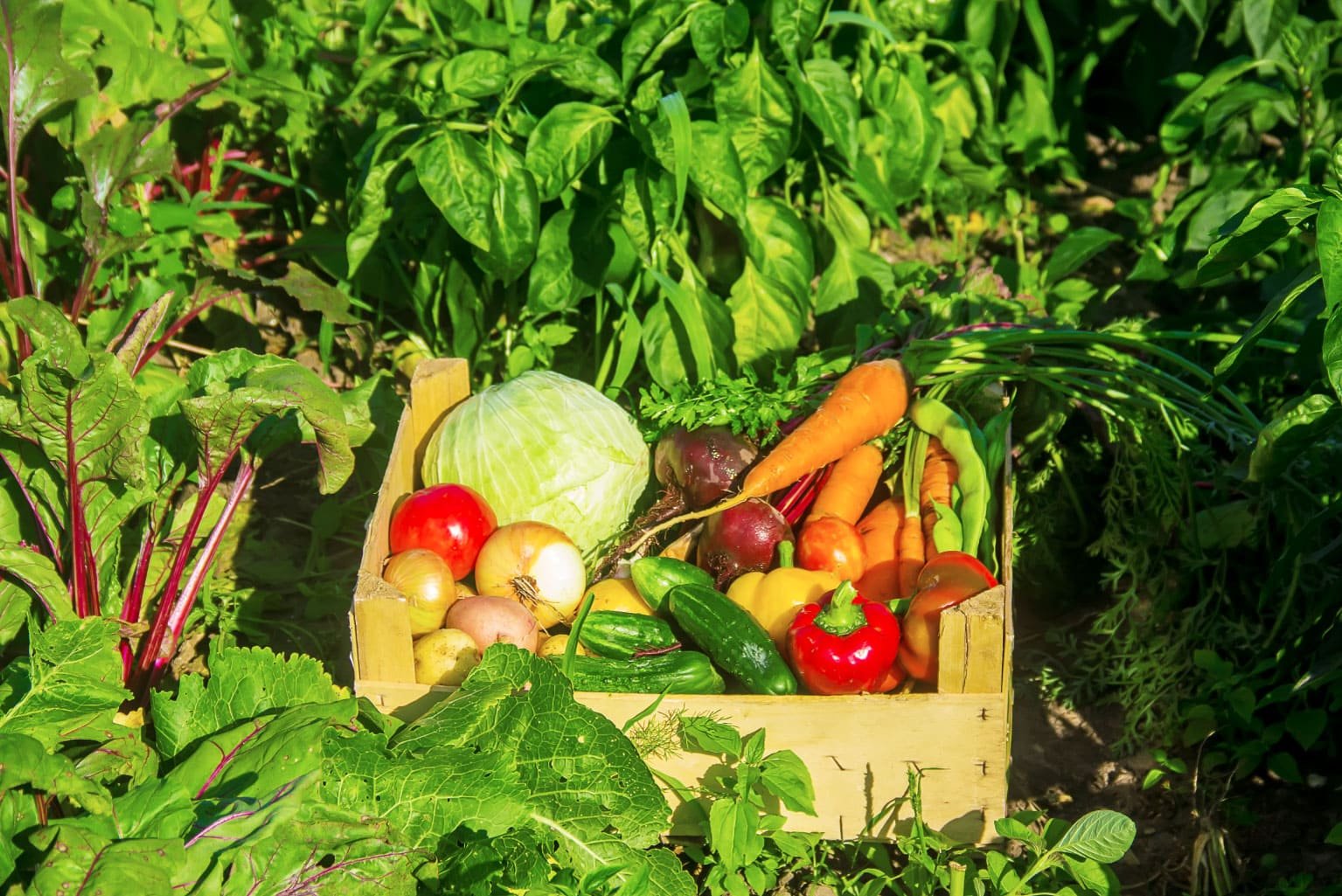 Why foraging is a healthier way to eat