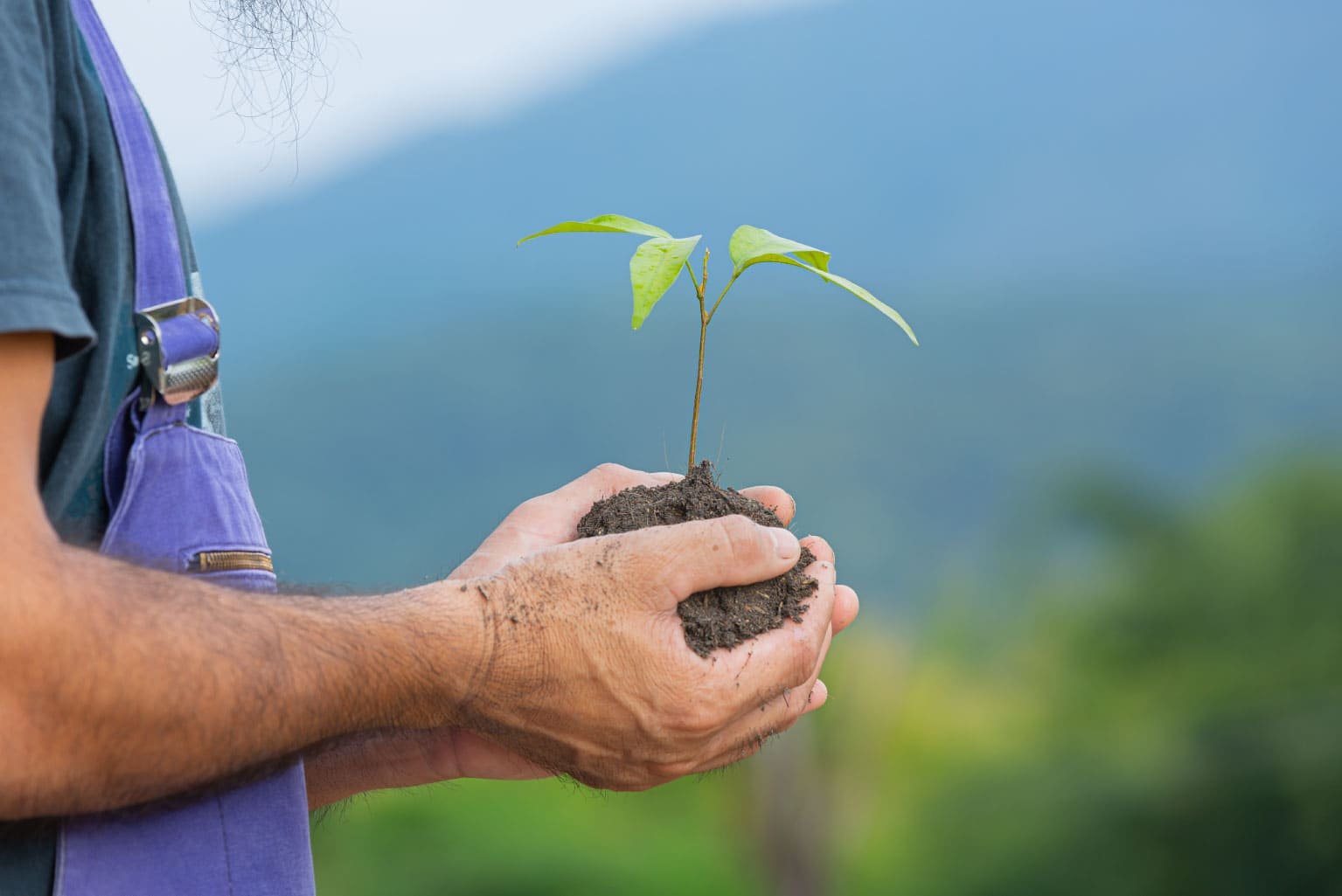 Why urban India needs Miyawaki forests